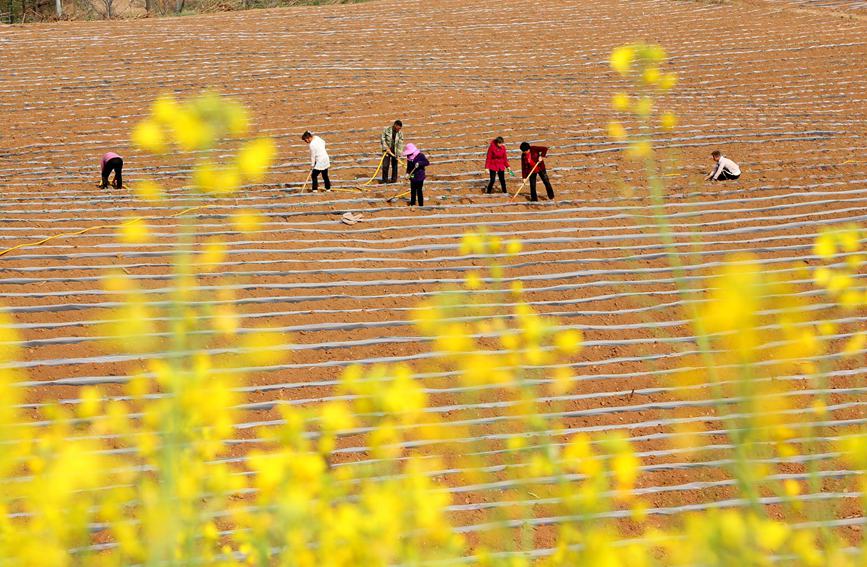 农民在农田辛勤劳作，种植金丝皇菊。康红军 摄