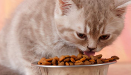 信元有“毒”，国产猫粮尚能信否？