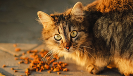 要做“宠物界雅培”的信元，被指猫粮存在安全问题致猫死亡