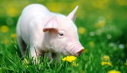 吃利息比养猪赚钱，“前所未有的经营压力”让温氏股份巨亏134亿，又拟掏70亿理财