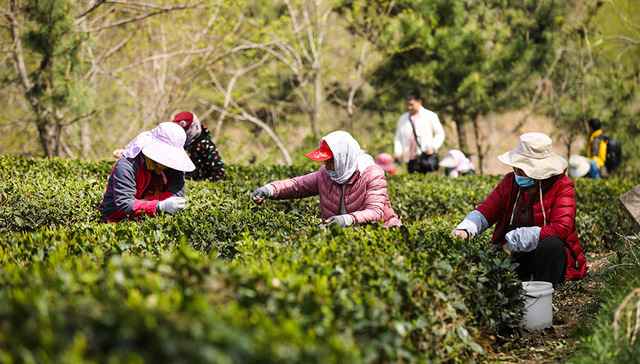 【图集】全国多地有序推进复产复工：采摘春茶，赶制订单，商户逐渐恢复营业