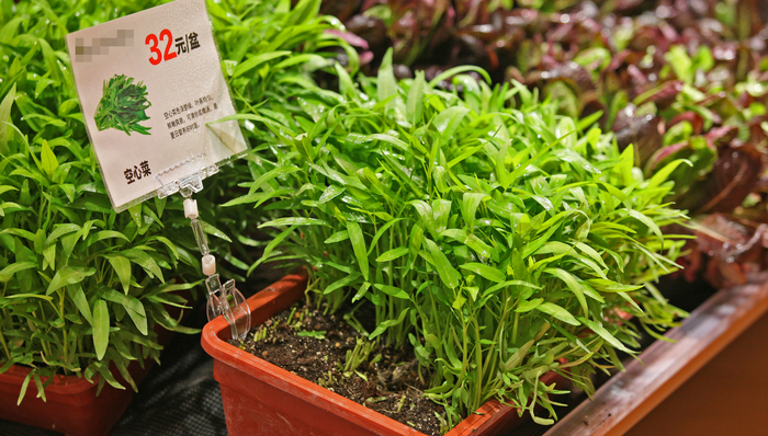 花盆种菜并非小打小闹，“盆栽蔬菜第一股”即将诞生