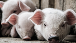 温氏股份老马失猪蹄