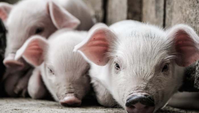 温氏股份,猪周期,亏损