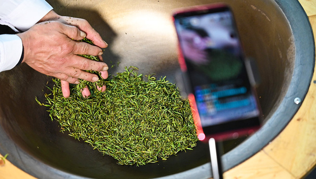 【图集】“谷雨茶”上市：小叶子大产业，从传统手工采摘到智能化生产线