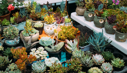 小盆栽大生意，盆栽蔬菜何以撑起几十亿大市场？