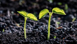 法治面 | 黑土地保護(hù)法草案二審：突出對(duì)糧食安全保障作用