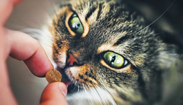 信元疑涉“毒貓糧”：上百只貓咪之死，能否讓國產寵糧停止狂奔？