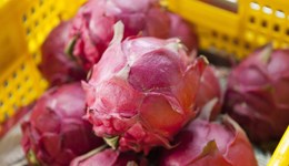 地方新聞精選 | 北京豐臺一批進口火龍果外包裝弱陽性 青島山火基本得到控制