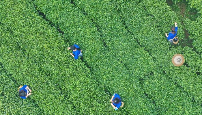 春茶正当时，快递企业抢攻茶叶寄递市场