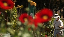 從庇護所到“綠色處方”：疫情之下為何全球興起園藝熱？