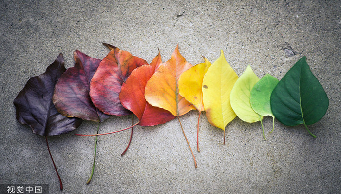财说 | 十年最差营收，天佑德酒越多元越亏损