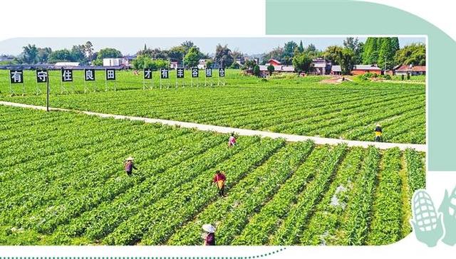 玉米单产,玉米面积,玉米价格,玉米生产,玉米产量,中央一号文件,管理协同,玉米育种,供给压力,玉米需