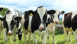 面對800萬會(huì)員，“認(rèn)養(yǎng)一頭牛”哪來那么多奶牛