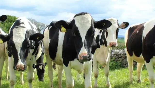 认养一头牛,乳制品,业绩,食品商