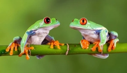 新冠疫情之下，大自然的音轨正在缓慢恢复