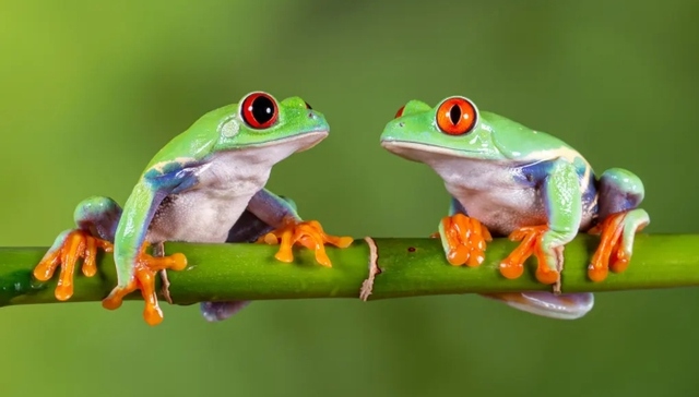 新冠疫情之下，大自然的音轨正在缓慢恢复