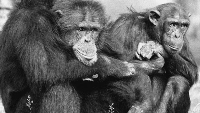 《猿形毕露》作者弗朗斯·德瓦尔：灵长类动物学家眼中的性别问题