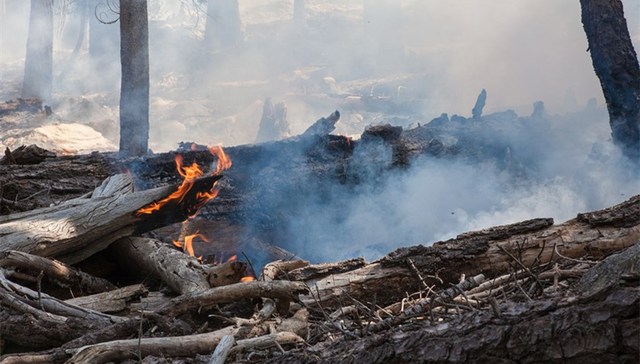 地方新闻精选 | 云南今年已发生13起森林火灾 河南H3N8禽流感暂未发现人传人