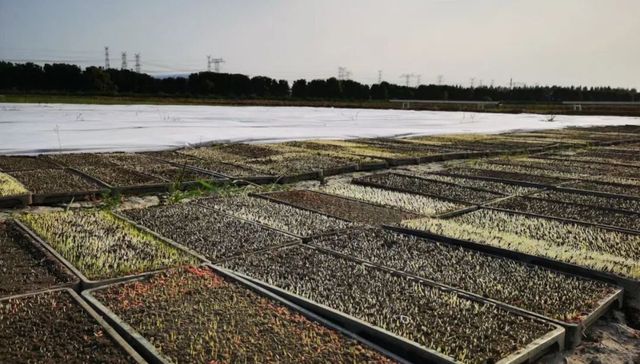 上海疫情，春耕，复工复产,松江