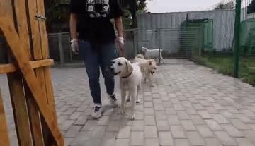 追光|这支“汪汪队”,每位成员都了不起!