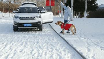 追光|这支“汪汪队”,每位成员都了不起!