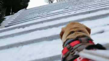 追光|这支“汪汪队”,每位成员都了不起!