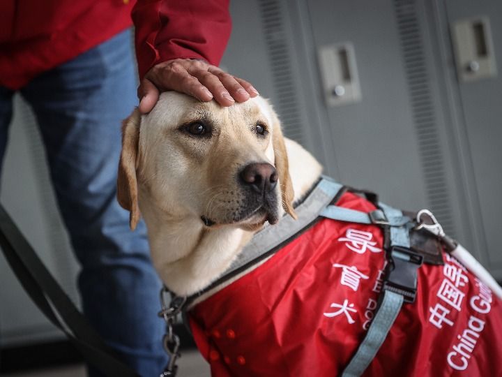 追光|这支“汪汪队”,每位成员都了不起!