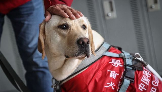 导盲犬,汪汪队,女子短距离,uarr,蒂米,站上领奖台,好运,莱利,视界,脱敏