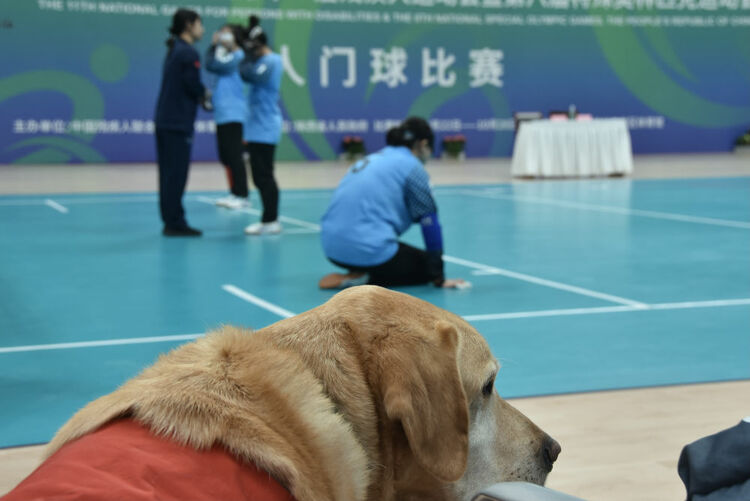 追光|这支“汪汪队”,每位成员都了不起!