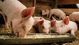 生猪业务拉胯，新希望去年巨亏95.9亿元