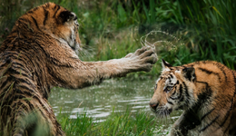 腾讯网易，相爱相杀？