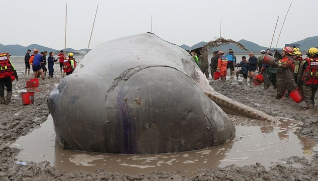 地方新闻精选 | 台州渔船在海上发现抹香鲸尸体 广东举报走私冻品最高奖励50万