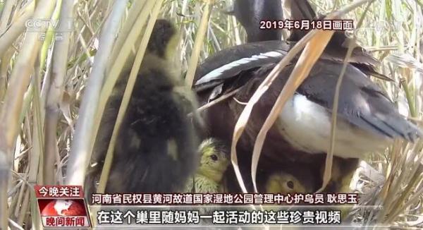 劳动最光荣 奋斗最幸福 | 耿思玉：行走的鸟类“百科全书”