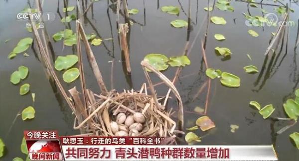 劳动最光荣 奋斗最幸福 | 耿思玉：行走的鸟类“百科全书”