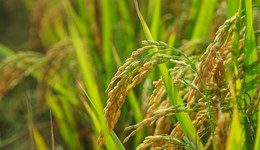 人类走向农业，是礼物还是失误？