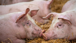 牧原股份、温氏股份等养猪大户公布4月销售数据，透露哪些信号？