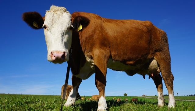 乳业,牛奶,新希望,投资,三元