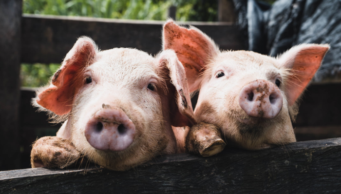 猪肉价格,猪周期,财报