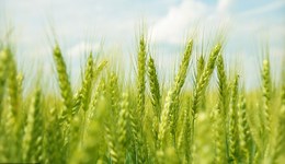 多地農(nóng)民收割青麥當(dāng)飼料賣？農(nóng)業(yè)農(nóng)村部公布舉報(bào)電話