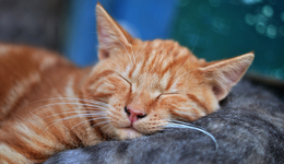 寵物經濟這么賺？源飛寵物IPO，保薦機構前保代閃電離職突擊入股