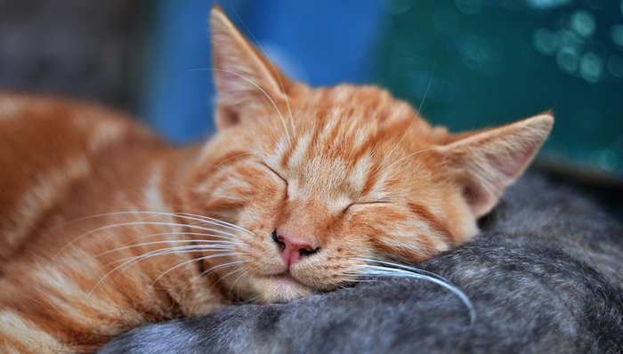 宠物经济,中国市场,资本市场,源飞宠物,IPO