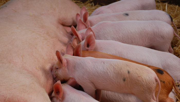 猪肉价格,新希望,亏损,营收增长