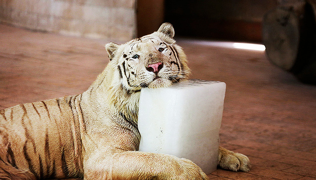 每周奇趣掠影丨李宁推出“宁咖啡”入局咖啡市场；“猪坚强”标本正式展出