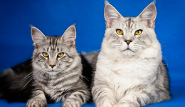 國產寵物糧，慢在“起步”，困在“標簽”？