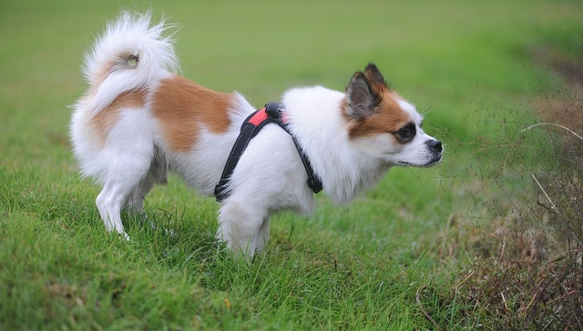 把狗绳卖给外国人，这家公司半年收入超3亿