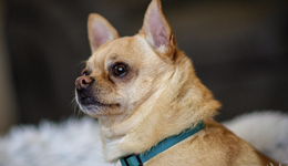 溫州人賣狗繩給老外，源飛寵物要IPO了