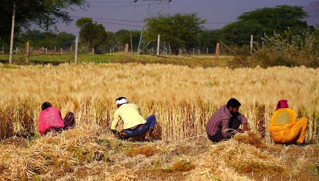 印度禁止出口小麦，全球粮价再度面临飙升压力