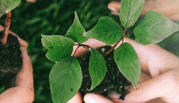 企业扎堆布局，生物可降解材料产业喜迎良机