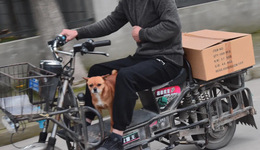 在城市邏輯的運(yùn)作下，何處才是動(dòng)物的容身之所？